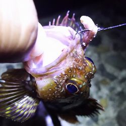 梅雨の短時間釣行。