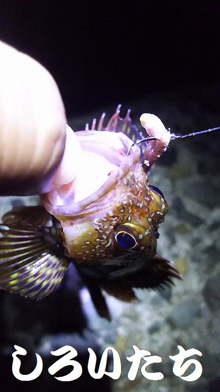 梅雨の短時間釣行。