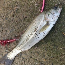 晴天のトップシーバスコラボで4匹ゲットw