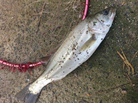 晴天のトップシーバスコラボで４匹ゲットｗ