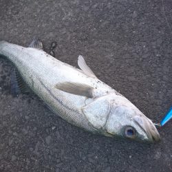 仕事帰りにサクッと、夕マズメもトップ好調w