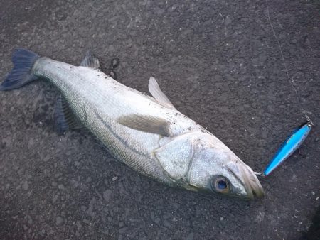 仕事帰りにサクッと、夕マズメもトップ好調w