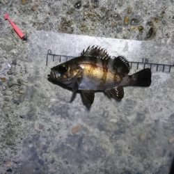 夜中メバリング