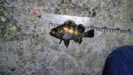 夜中メバリング