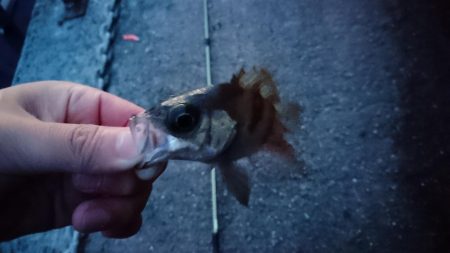 早朝メバリング