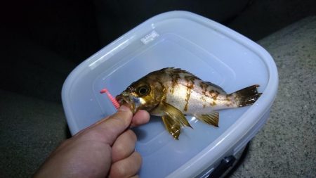 夕方メバリング