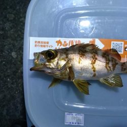 まだまだメバリング