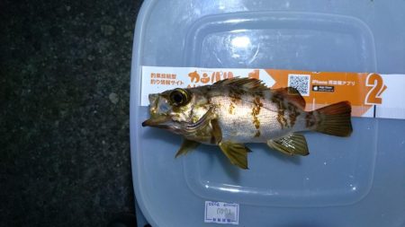 まだまだメバリング