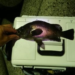 サンキューラブリーメバルちゃん