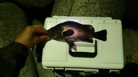 サンキューラブリーメバルちゃん