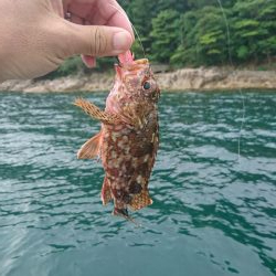 春アオリを求めて