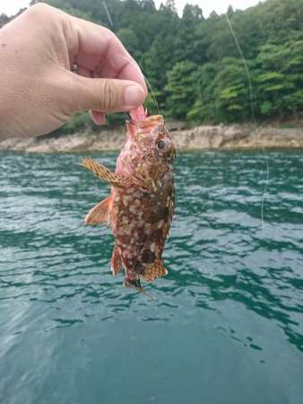 春アオリを求めて