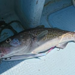 日本海タラジギング