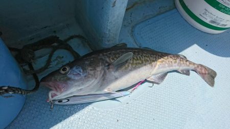 日本海タラジギング