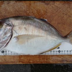 県南タイラバ&ライトジギング