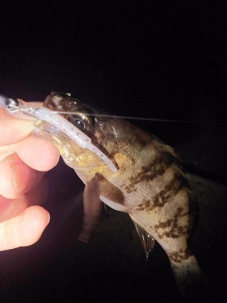 こんなにも違うのか