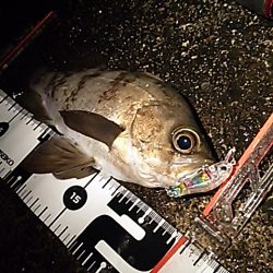 豪雨直後のベタ凪