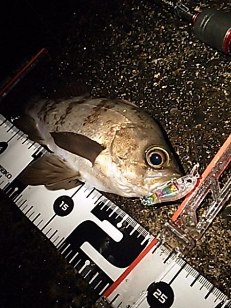 豪雨直後のベタ凪