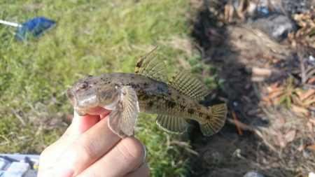 テナガエビ釣り