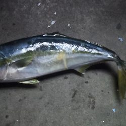 久しぶりの真鯛だ~