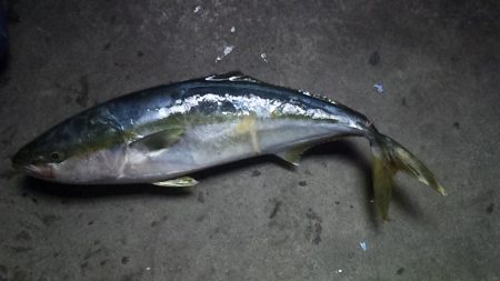 久しぶりの真鯛だ~