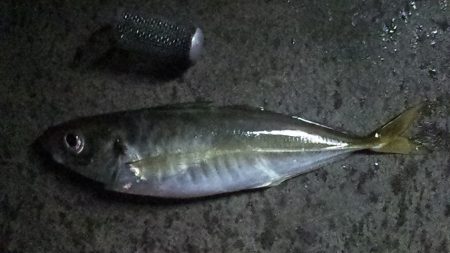 小あじは無限に