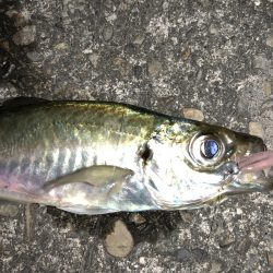 今日はライトゲームでカマスゲーム！