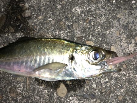 今日はライトゲームでカマスゲーム！