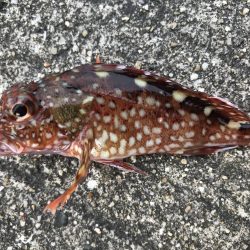 今日の釣果は。