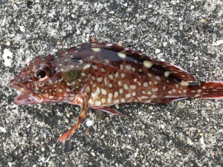 今日の釣果は。