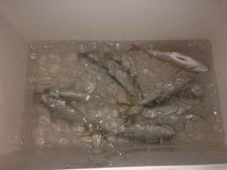 初陸っぱり投稿