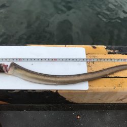 またまた五目釣り！