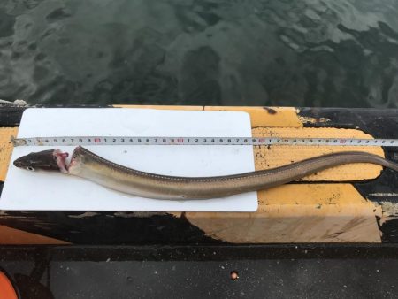 またまた五目釣り！