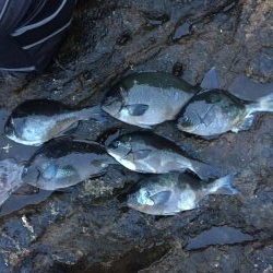 久しぶりの芝渡船