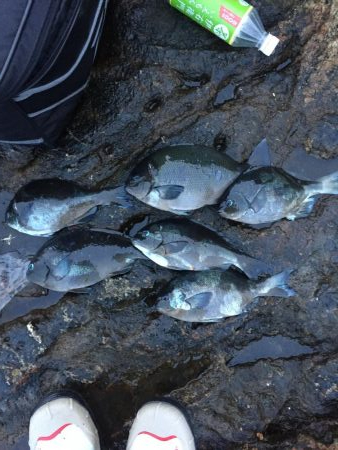 久しぶりの芝渡船