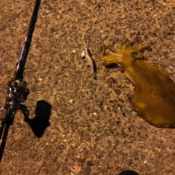 梅雨時期エギング