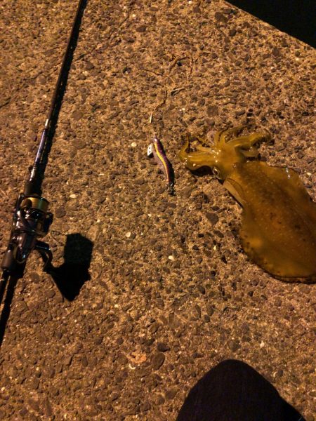 梅雨時期エギング