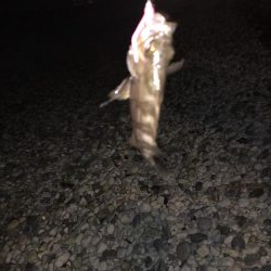 雷からのメバリング&アジング