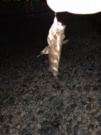 雷からのメバリング&アジング