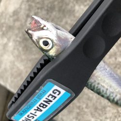 ライトワインドでカマスゲーム