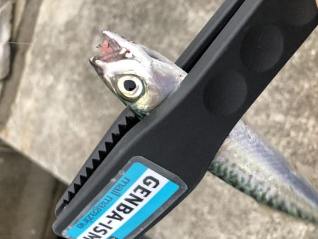 ライトワインドでカマスゲーム