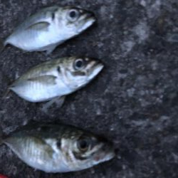 サビキVSアジング