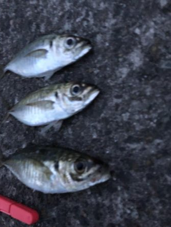 サビキVSアジング