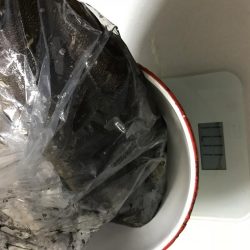 今年初イカゲッツ。