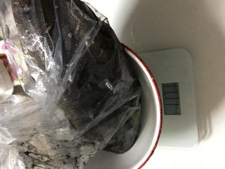 今年初イカゲッツ。