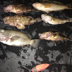 メバル釣れた！