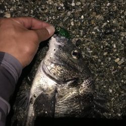 メバルプラッキング…⁇