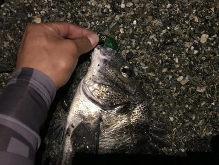 メバルプラッキング…⁇