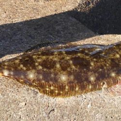 ヒラメ高確率！