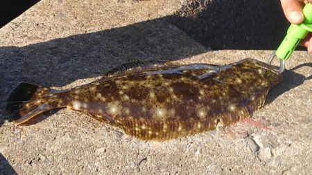 ヒラメ高確率！